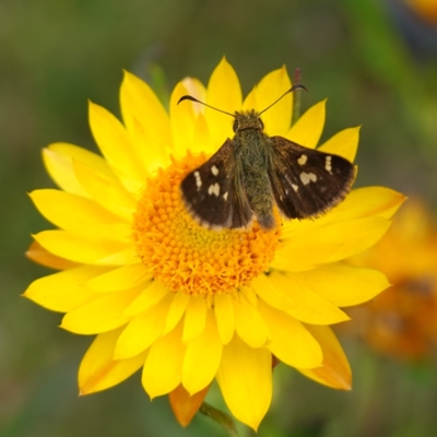 Dispar compacta (Barred Skipper) at Captains Flat, NSW - 21 Feb 2024 by RobG1