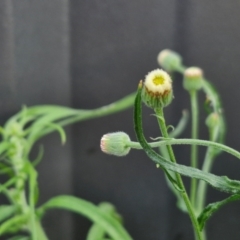 Erigeron bonariensis (Flaxleaf Fleabane) at Crookwell, NSW - 6 Apr 2024 by trevorpreston