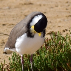 Vanellus miles (Masked Lapwing) at Breamlea, VIC - 17 Mar 2018 by Petesteamer