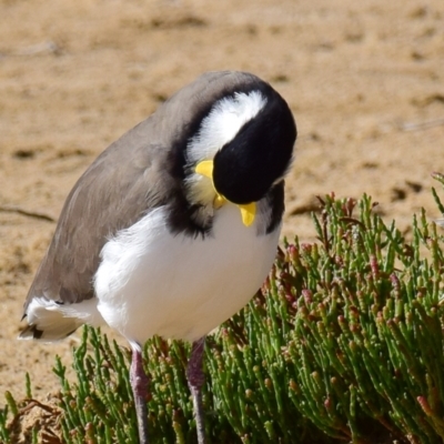 Vanellus miles (Masked Lapwing) at Breamlea, VIC - 18 Mar 2018 by Petesteamer