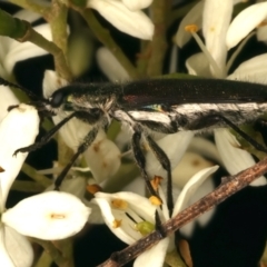 Eleale simplex (Clerid beetle) at Mount Ainslie - 6 Jan 2024 by jb2602