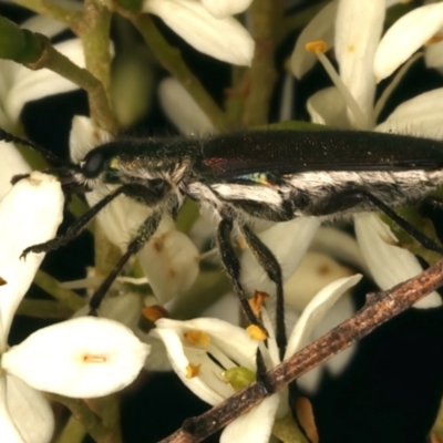 Eleale simplex (Clerid beetle) at Mount Ainslie - 6 Jan 2024 by jb2602