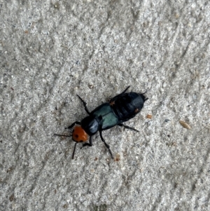 Creophilus erythrocephalus at Gilmore, ACT - 6 Apr 2024 04:10 PM