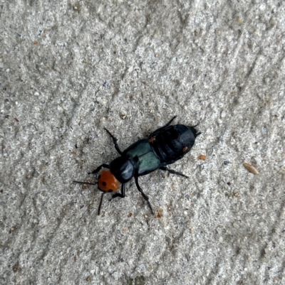 Creophilus erythrocephalus (Devil's coach horse, Rove beetle) at Gilmore, ACT - 6 Apr 2024 by Melmo