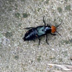 Creophilus erythrocephalus at Gilmore, ACT - 6 Apr 2024 04:10 PM