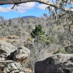 Pinus radiata (Monterey or Radiata Pine) at Namadgi National Park - 3 Apr 2024 by MB