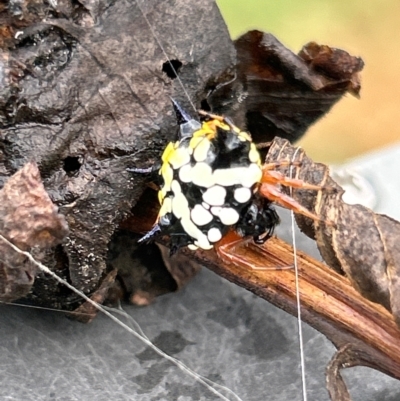 Austracantha minax (Christmas Spider, Jewel Spider) at Gilmore, ACT - 6 Apr 2024 by Melmo