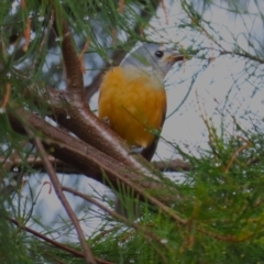 Monarcha melanopsis (Black-faced Monarch) at Fyshwick, ACT - 6 Apr 2024 by BenW