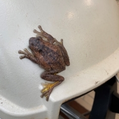 Litoria peronii (Peron's Tree Frog, Emerald Spotted Tree Frog) at Fraser, ACT - 5 Apr 2024 by Rossie