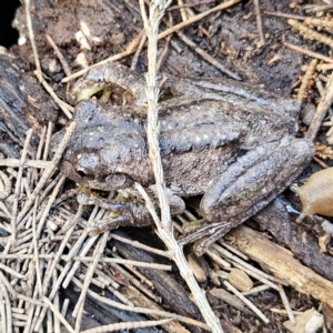 Litoria peronii at QPRC LGA - 6 Apr 2024 04:16 PM