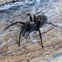 Badumna insignis (Black House Spider) at Braidwood, NSW - 6 Apr 2024 by MatthewFrawley