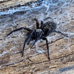 Badumna insignis at QPRC LGA - 6 Apr 2024 04:26 PM