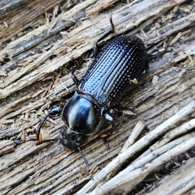 Zophophilus sp. (genus) (Darkling beetle) at QPRC LGA - 6 Apr 2024 by MatthewFrawley