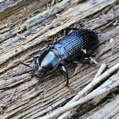 Zophophilus sp. (genus) at QPRC LGA - 6 Apr 2024