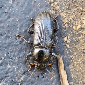 Zophophilus sp. (genus) at QPRC LGA - 6 Apr 2024