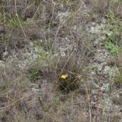 Zizina otis (Common Grass-Blue) at Lawson Grasslands (LWG) - 26 Feb 2024 by maura