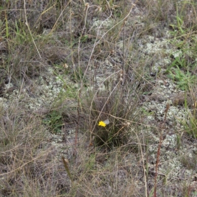 Zizina otis (Common Grass-Blue) at Reservoir Hill, Lawson - 27 Feb 2024 by maura
