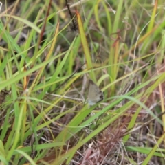 Zizina otis at Lawson Grasslands (LWG) - 27 Feb 2024 10:53 AM