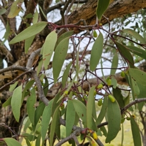 Muellerina eucalyptoides at Bigga, NSW - 4 Apr 2024