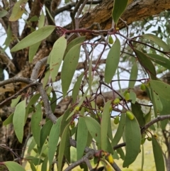 Muellerina eucalyptoides (Creeping Mistletoe) at Bigga, NSW - 4 Apr 2024 by Csteele4