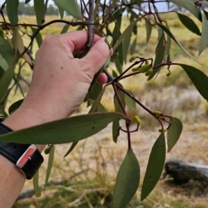 Muellerina eucalyptoides at Bigga, NSW - 4 Apr 2024