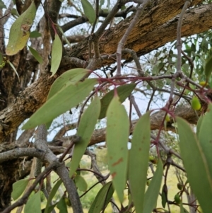 Muellerina eucalyptoides at Bigga, NSW - 4 Apr 2024