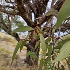 Muellerina eucalyptoides at Bigga, NSW - 4 Apr 2024