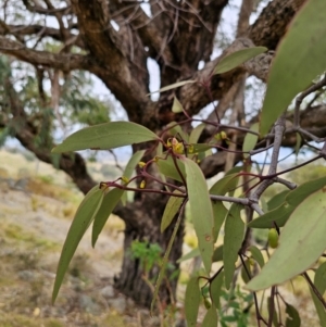 Muellerina eucalyptoides at Bigga, NSW - 4 Apr 2024