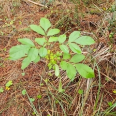 Fraxinus sp. (An Ash) at Isaacs Ridge and Nearby - 6 Apr 2024 by Mike