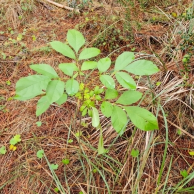 Fraxinus sp. (An Ash) at Isaacs, ACT - 6 Apr 2024 by Mike