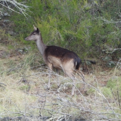 Dama dama (Fallow Deer) at Bullen Range - 6 Apr 2024 by LinePerrins