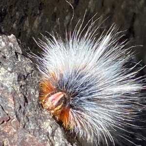 Anthela varia at Namadgi National Park - 26 Mar 2024 11:28 AM