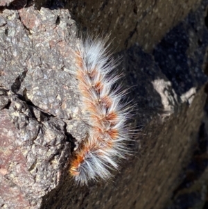 Anthela varia at Namadgi National Park - 26 Mar 2024 11:28 AM