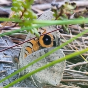 Junonia villida at QPRC LGA - suppressed