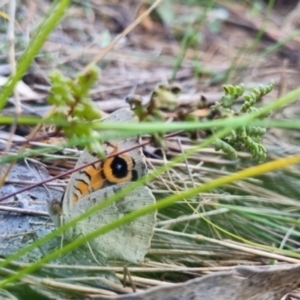 Junonia villida at QPRC LGA - suppressed