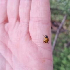 Coccinella transversalis (Transverse Ladybird) at QPRC LGA - 6 Apr 2024 by clarehoneydove