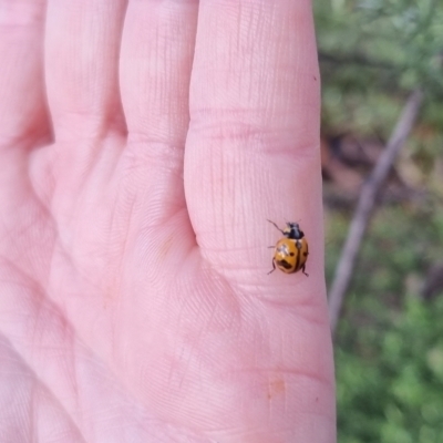 Coccinella transversalis (Transverse Ladybird) at QPRC LGA - 6 Apr 2024 by clarehoneydove