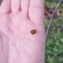 Coccinella transversalis at QPRC LGA - 6 Apr 2024