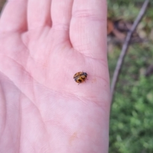 Coccinella transversalis at QPRC LGA - suppressed