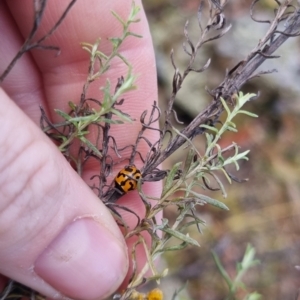 Coccinella transversalis at QPRC LGA - suppressed