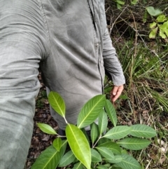 Rhodomyrtus psidioides (Native Guava) at Bongil Bongil National Park - 6 Apr 2024 by NJ