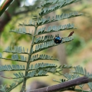 Orcus australasiae at QPRC LGA - suppressed