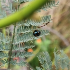 Orcus australasiae at QPRC LGA - 6 Apr 2024