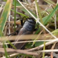 Teleogryllus commodus (Black Field Cricket) at Hall, ACT - 6 Apr 2024 by Anna123