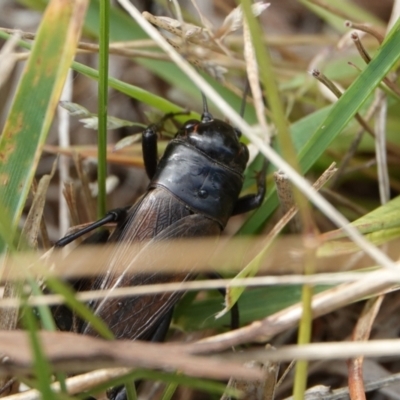 Teleogryllus commodus (Black Field Cricket) at Hall, ACT - 6 Apr 2024 by Anna123