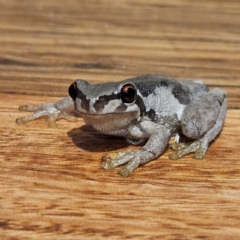 Litoria quiritatus (Screaming Tree Frog) at QPRC LGA - 6 Apr 2024 by MatthewFrawley