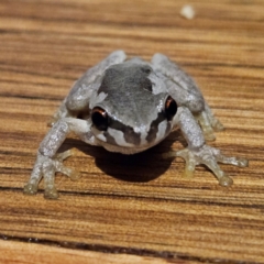 Litoria quiritatus at QPRC LGA - 6 Apr 2024