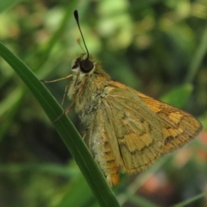 Ocybadistes walkeri at Flynn, ACT - 31 Mar 2024 04:33 PM