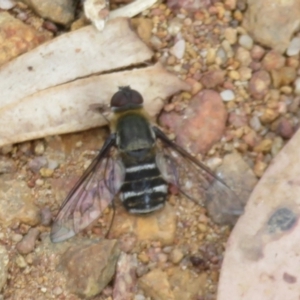 Villa sp. (genus) at Hall, ACT - 3 Apr 2024