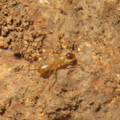 Camponotus claripes (Pale-legged sugar ant) at Hall, ACT - 3 Apr 2024 by Christine